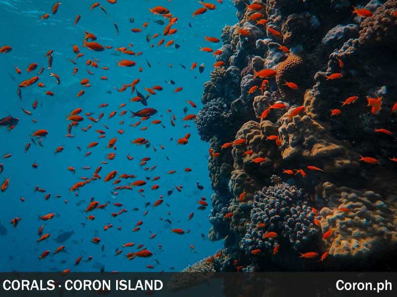 Diving Corals in Coron