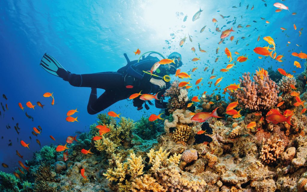 Diving Corals in Coron
